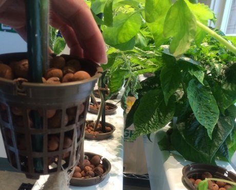 Гидропоника своими руками: как сделать и выращивать растения?